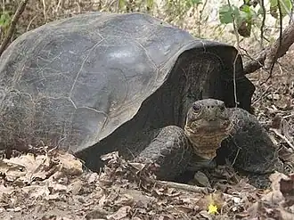 Chelonoidis niger becki