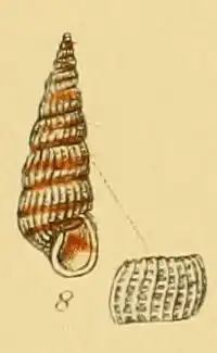 Pyrgiscus rufescens