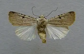 Chersotis margaritacea