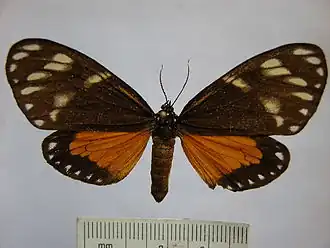 Chetone ithomia
