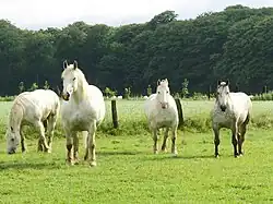 Een viertal boulonnaispaarden op een weide