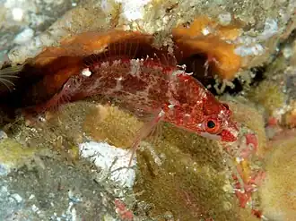 Plectranthias longimanus