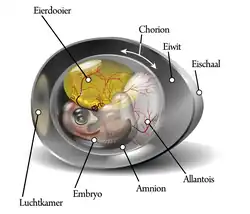 Kippenembryo op de negende dag na de bevruchting.