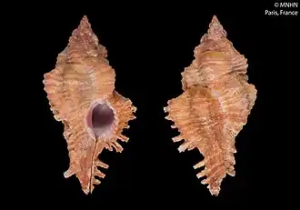 Chicoreus lorenzi