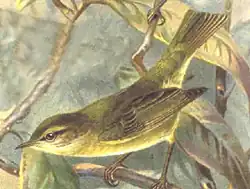 Tjiftjaf(Phylloscopus collibita)