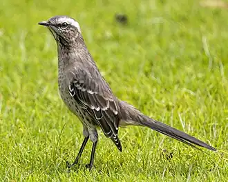 Chileense spotlijster