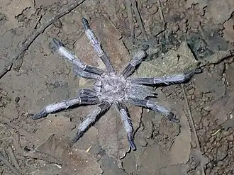 Chilobrachys dyscolus