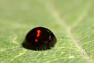 Heidelieveheersbeestje