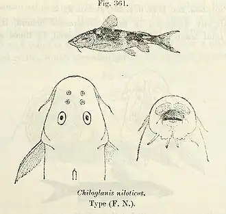 Chiloglanis niloticus