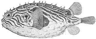 Chilomycterus spinosus