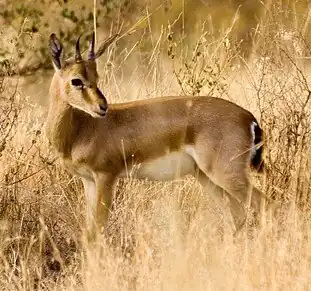 De Indische gazelle, een belangrijke soort van het reservaat