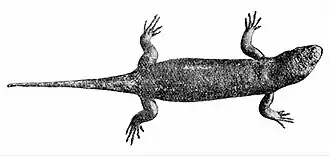 Kaapverdische reuzenskink