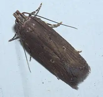 Chionodes discoocellella