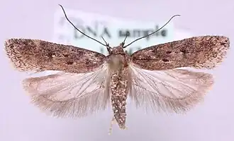 Bruine witkoppalpmot