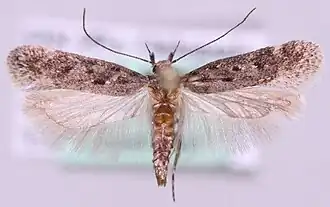 Witschubbige palpmot