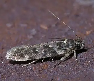 Chionodes fuscomaculella