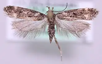 Chionodes ignorantella