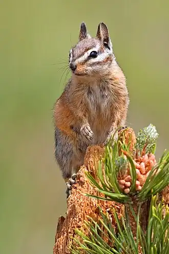 Kleine chipmunk