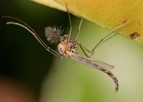 Dansmuggen(Chironomidae)