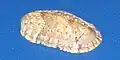 Chiton sp
