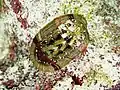 Chiton sp