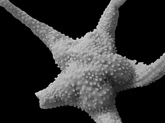 Chitonaster cataphractus