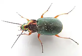 Zwartsprietfluweelloper