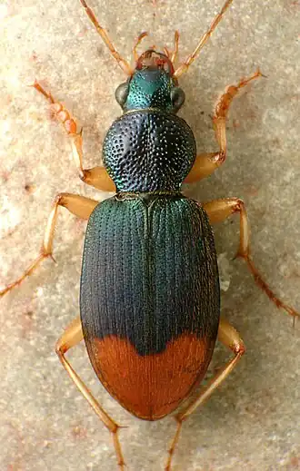 Chlaenius ruficauda