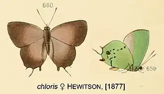 Chalybs chloris