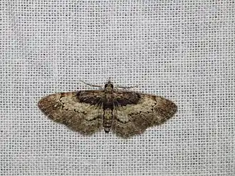 Chloroclystis approximata