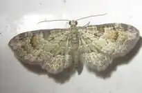 Chloroclystis exilipicta