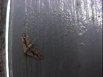 Chloroclystis inductata