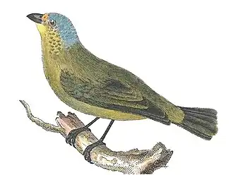 Kleine-Antillenorganist