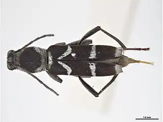 Chlorophorus praetextus