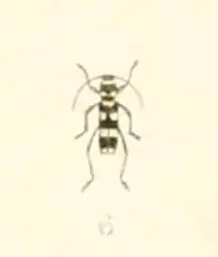 Chlorophorus t-nigrum