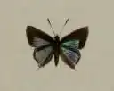 Chloroselas esmeralda