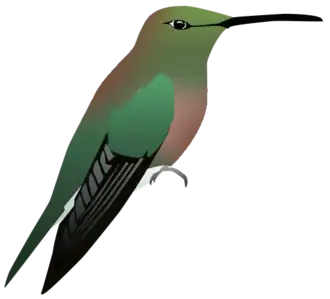 Brace' smaragdkolibrie