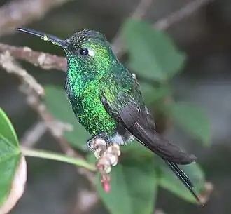 Cubaanse smaragdkolibrie