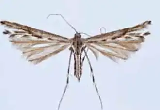 Chocophorus alternaria