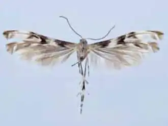 Chocophorus carabayus