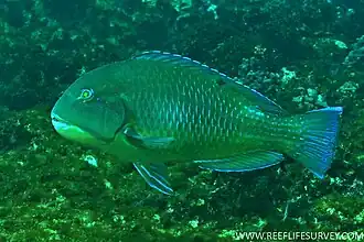 Choerodon schoenleinii