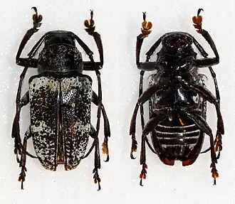 Choeromorpha sulphurea