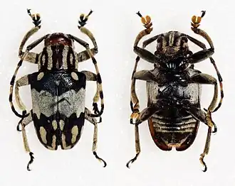 Choeromorpha wallacei