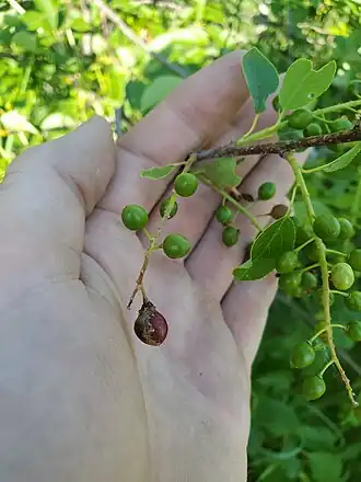 Contarinia virginianiae