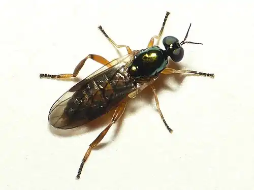 Geelpoot-stekelwapenvliegChorisops tibialis