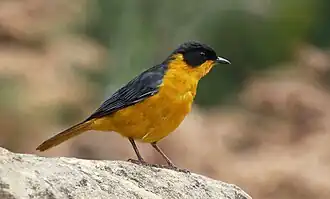 Choristerlawaaimaker