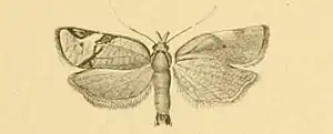Choristoneura simonyi