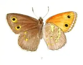 Maniola coenonympha