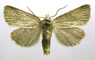 Vale duinrietboorder