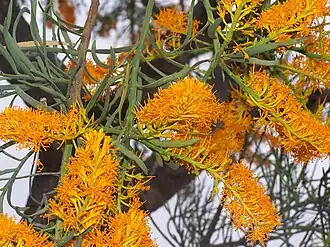 Nuytsia floribunda